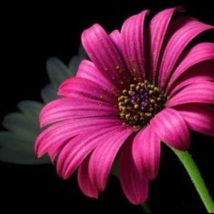 Meet your Posher, Lashawn